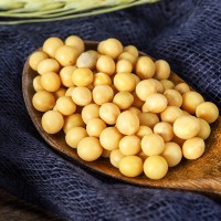 芽豆小金黃690 珍珠粒芽豆批發(fā) 生豆芽用產(chǎn)地貨源散裝批發(fā)97斤